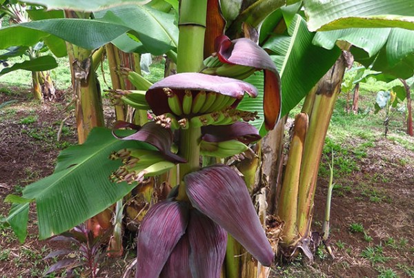 Fleur de bananier. Photo Line LEBEL