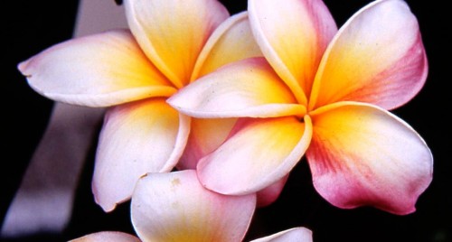 fleurs-frangipanier